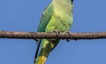 दुख में किसी का साथ ना छोड़ना